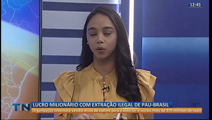 Lucro milionário com extração ilegal de Pau-Brasil