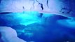 SeaWorld Orlando's Wild Arctic - Walk Thru POV Video of Aquarium / Attraction - 4k Travel Video