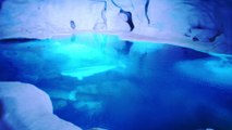 SeaWorld Orlando's Wild Arctic - Walk Thru POV Video of Aquarium / Attraction - 4k Travel Video
