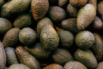Avocados Plummet to Some of the Lowest Prices in 5 Years