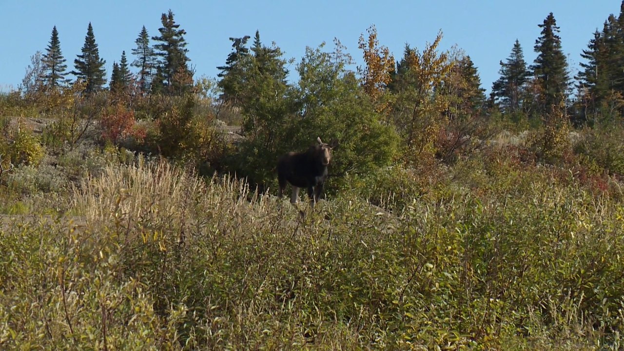 Reprise de l'étude sur la tique d'hiver qui attaque les orignaux au Bas-Saint-Laurent