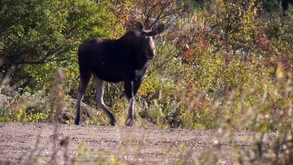 topo tique orignal 2 bon