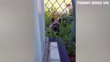 Funniest Animals Video - Funny Dogs And Cats - Try Not To Laugh Animals 2022