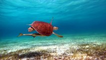 Tubarões ajudam a encontrar floresta no fundo do oceano