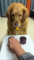 Intelligent Dog #Funny animal #Funny Video #Funny Kids