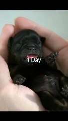 Favorite Dog Grow Ever #Funny animal #Funny Video #Funny Kids