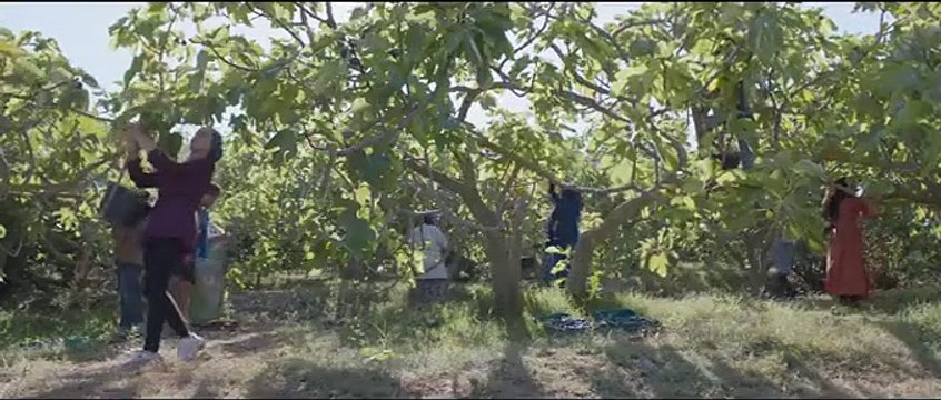 Sous les figues Bande-annonce (FR)