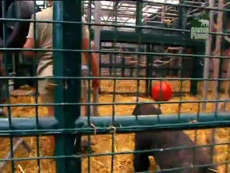 Crocodile Hunter Staffel 5 Folge 3 HD Deutsch