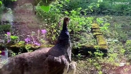 Burung Merak _ Peacock _ Ternyata Ini Fungsi dari Bulu Merak yg Cantik !!_HD