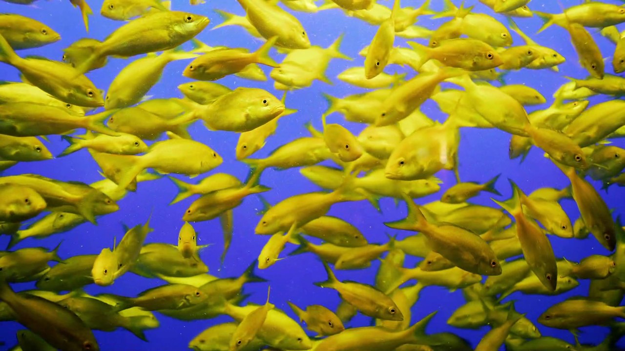 The Journey to Atlantis Aquarium at SeaWorld Orlando - Walk Thru POV Video of Aquarium / Attraction - 4k Travel Video