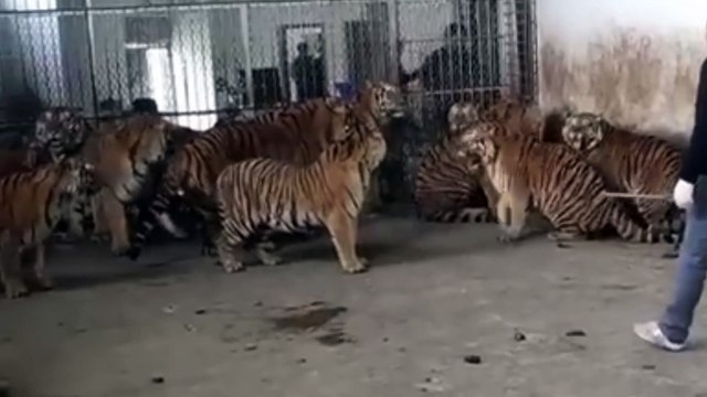 officer is Feeding a group of tigers