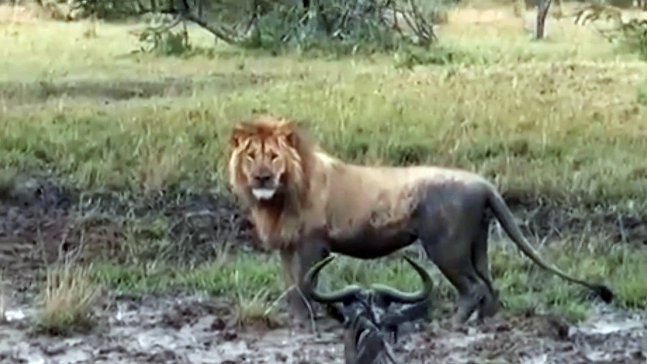 the lion is attacking the deer in the mud