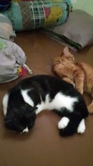 my cat oyen the endul and black and white kellen are getting along