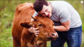 لماذا يدفع الامريكيون المال من اجل إحتضان البقر ؟
