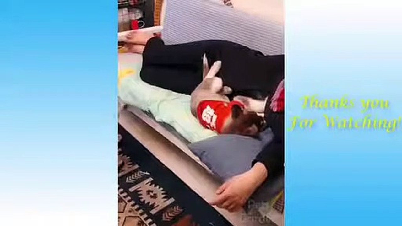 https___youtu.be_Oc2pQaKkzOc - pet lover like you