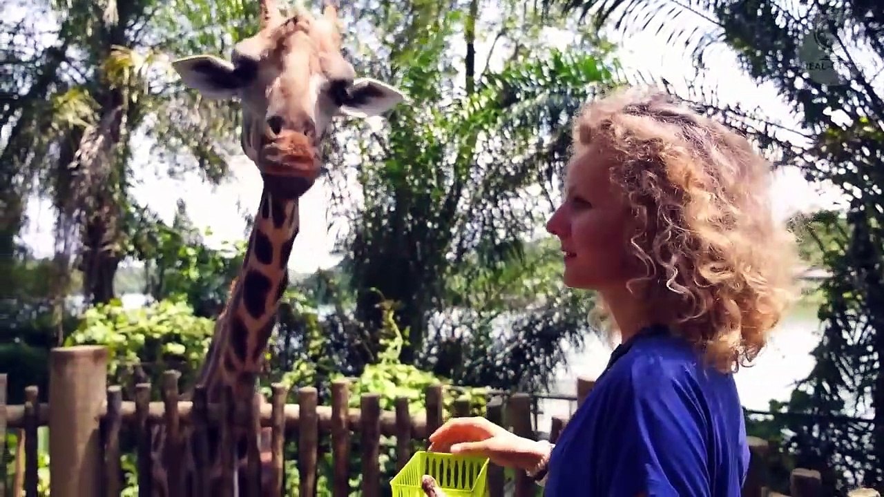 Will the cheetah recognize his savior after four years of separation_