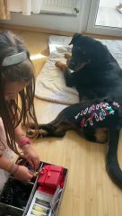 Daughter Puts Clamps on Fifi the Rottweiler Playing with Ball