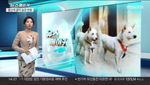 [뉴스메이커] 풍산개 곰이·송강 반환 논란