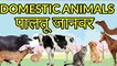 Learn Domestic Animal Names || Farm Animals for Kids in English and Hindi || पालतू जानवरों के नाम  Kids! Let's Meet Domestic Animals - Cow, Buffalo,  Cat, Dog, Hen, Camel, Donkey, Goat, Sheep, Horse, Rabbit, Pig  Farm Animals for Kids in English and Hindi