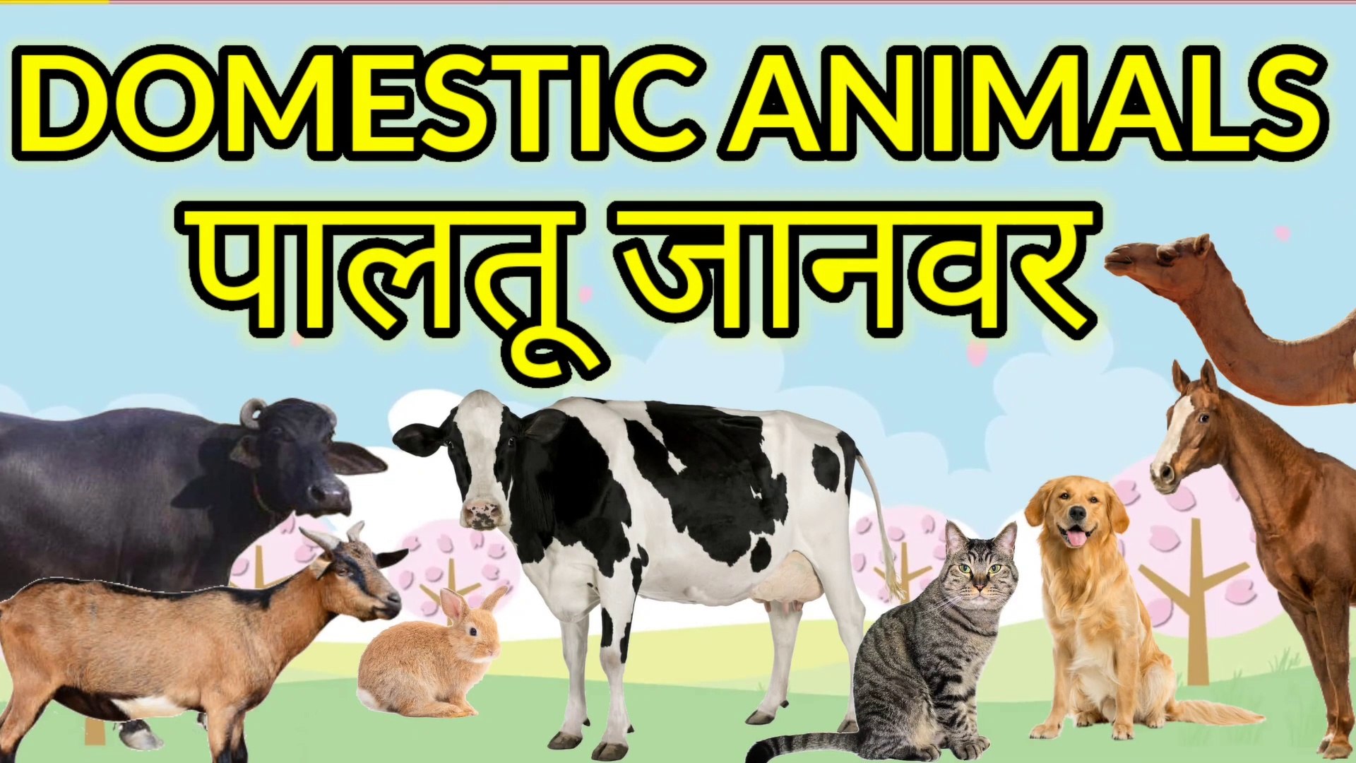 Learn Domestic Animal Names || Farm Animals for Kids in English and Hindi  || पालतू जानवरों के नाम Kids! Let's Meet Domestic Animals - Cow, Buffalo,  Cat, Dog, Hen, Camel, Donkey, Goat,