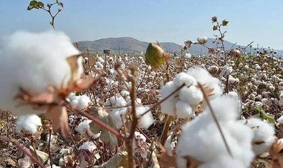 Lif pamuk ithalatı pamuk çiftçisinin umudunu tüketti  