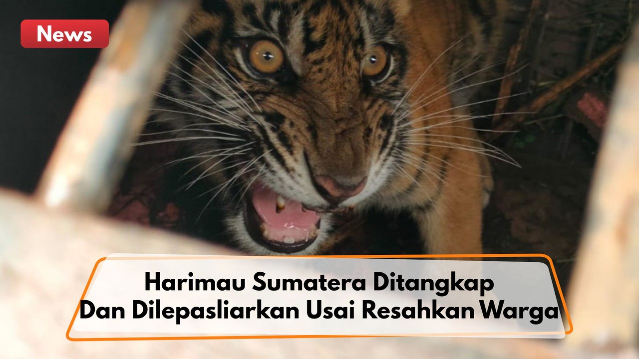 Harimau Sumatera Ditangkap Dan Dilepasliarkan Usai Resahkan Warga Di Pelalawan