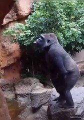 Try to not laugh  cute dog _ cute puppy and_144p