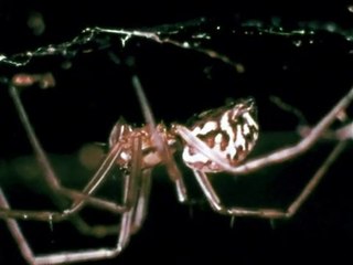 Spiders: Aggression and Mating - Full Documentary