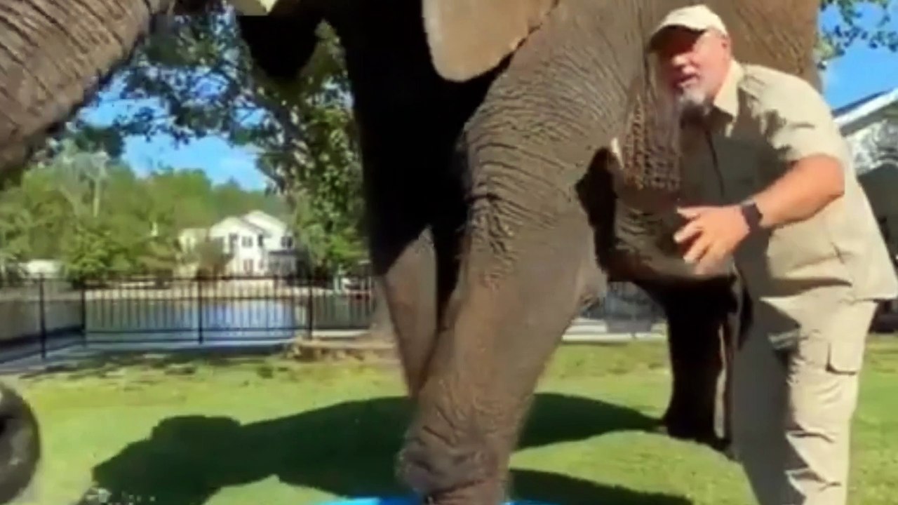 African Bush Elephant One of the Tallest Animals in the World