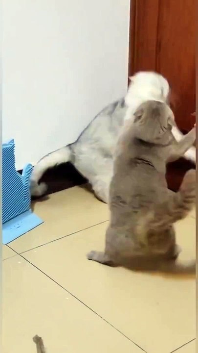 Cat is Funny - Funny animals