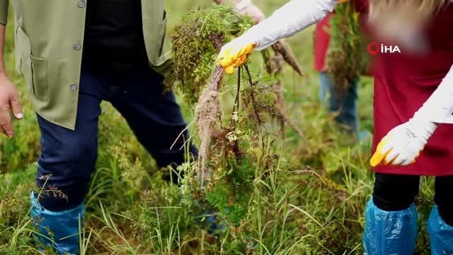 Şalgam suyunun yolculuğu, mor havuç hasadı ile başladı