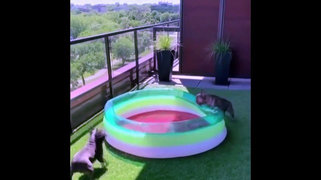 funny animals‍❤️‍‍ | in janvaro ke karname dekh kar aap ......| do you know how is genius house animals ‍️| aap ke paas shabd nahi rhte jab ghar ke janvaro ke aise mastiyo ko dekhte hai | enjoy with animals |