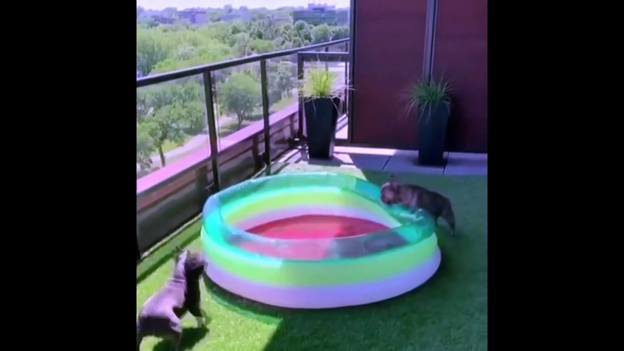 funny animals‍❤️‍‍ | in janvaro ke karname dekh kar aap ......| do you know how is genius house animals ‍️| aap ke  paas shabd nahi rhte jab ghar ke janvaro ke aise mastiyo ko dekhte hai | enjoy with animals |