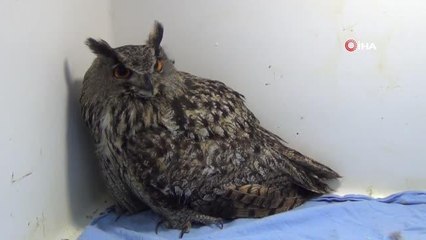 Yaralı halde bulunan 2 puhu kuşu koruma altında