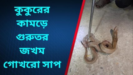 অবাক কান্ড!কুকুরের কামড়ে এবার গুরুতর জখম গোখরো সাপ