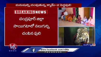 Forest Officials Catch Shyam-2 Tiger In Maharashtra  | V6 News (2)
