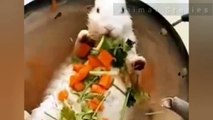 Cute Animals - Funny and Adorable Animal Videos