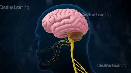 central nervous system info by hassnain ansab|مرکزی اعصابی نظام