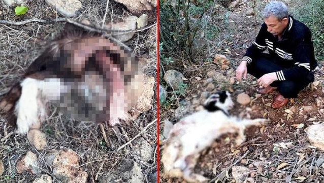 Köylüyü yıkan manzara! Vahşi hayvanların saldırdığı ahırda 11 küçükbaş hayvan telef oldu