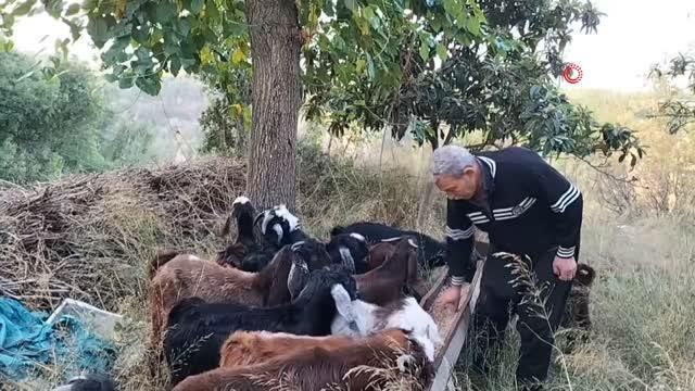 Vahşi hayvanların saldırdığı ahırda 11 küçükbaş hayvan telef oldu