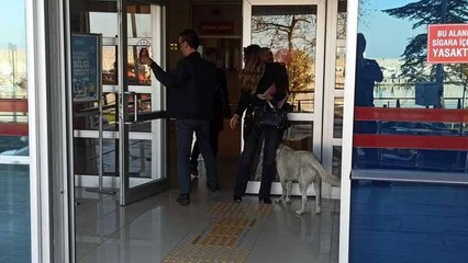 Sahibinin peşinden adliyeye giren 'Haydut'u avukat dışarı çıkardı