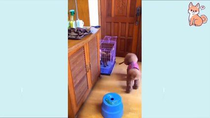 Smartest Dogs Videos Compilation - Funny, Cute & Smart!