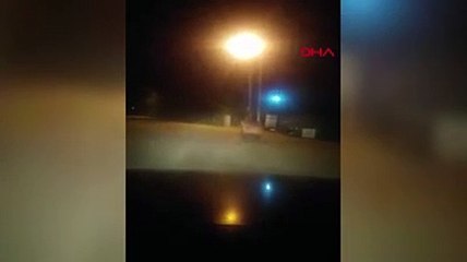 Şehir merkezine inen bozayı görenleri şaşırttı