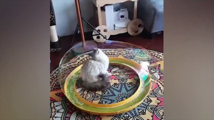 가장 재미있는 동물들 고양이와 개와 함께하는 즐거움 2022  LA #108