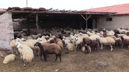 Descargar video: Genç kadın, devlet desteğiyle küçükbaş hayvancılık işletmesi kurdu