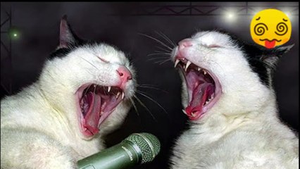 Try not to laugh | funny animal compilation | funny animal videos | funny animal videos 23