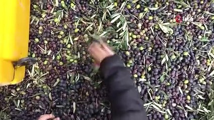 Zeytinyağına büyük talep...Üretimin yarısı ihracata gidiyor