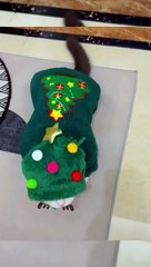 Cute Cate | have beauty eye