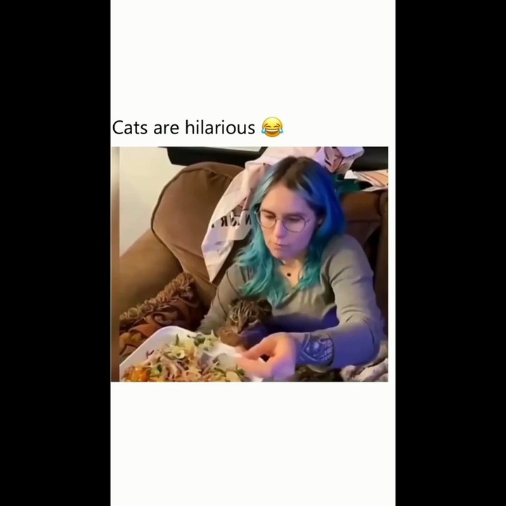 Funny cats