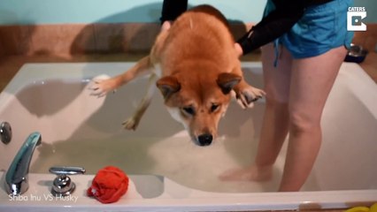 Shiba Inu Doesnt Want Bath Time